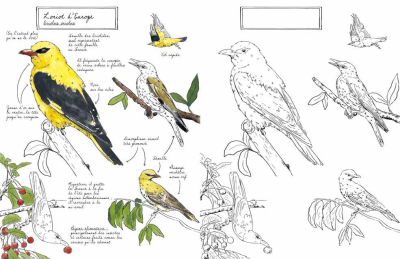 Mon carnet naturaliste à colorier - Oiseaux