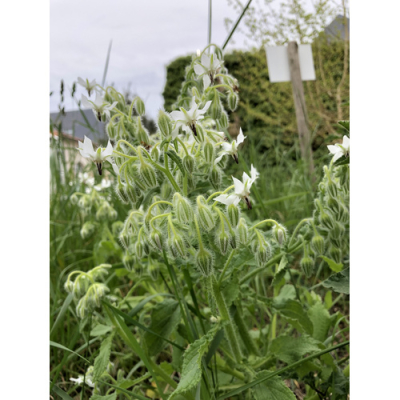 Graines Bio Bourrache blanche