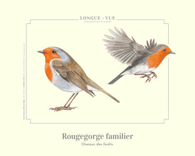 Affiche naturaliste 24x30 cm - Rougegorge familier