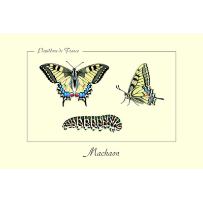 Carte Postale simple 10 X 15 cm Machaon