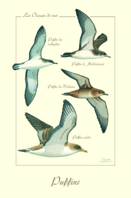 Carte postale simple 10 x 15 cm - Puffins