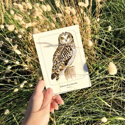 Carte postale simple 10 x 15 cm - Hibou des marais