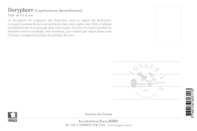 Carte postale naturaliste - Doryphore