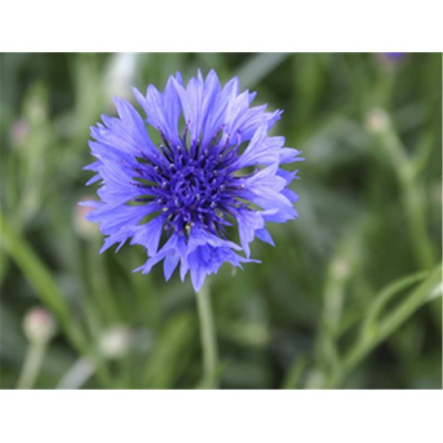 Graines Bio Centaurée Bleuet des Champs