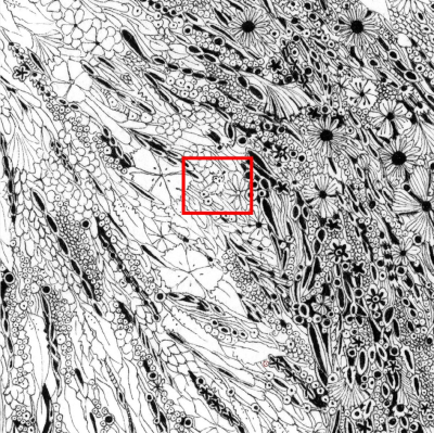 Affiche LPO 60 x 80 cm - Secrets de faune - Hiboux petit-duc