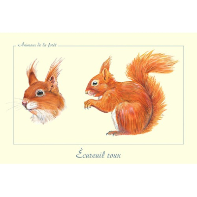 Carte Postale simple 10 X 15 cm Ecureuil roux