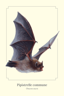 Carte postale simple 10 x 15 cm - Pipistrelle