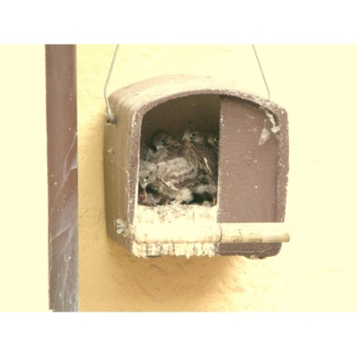 Nichoir Schwegler N°28 Faucon crécerelle