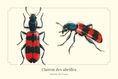 Carte postale naturaliste - Clairon des abeilles