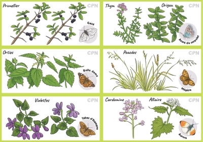 Loto Mémory des papillons