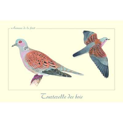Carte Postale simple 10 x 15 cm Tourterelle des bois