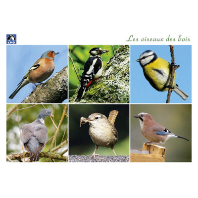 Cartes postales Oiseaux de chez nous