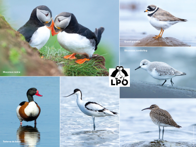 Set de table LPO Oiseaux du littoral