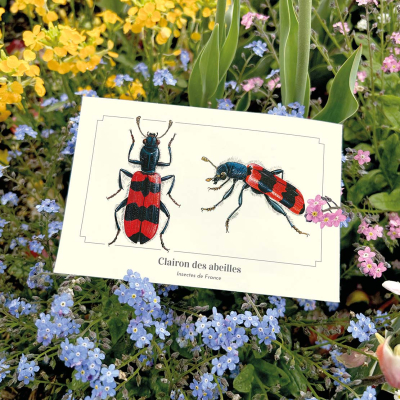 Carte postale naturaliste - Clairon des abeilles
