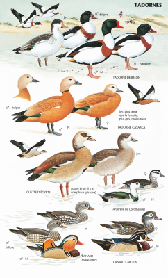 Guide Heinzel des Oiseaux d'Europe - Nouvelle Edition