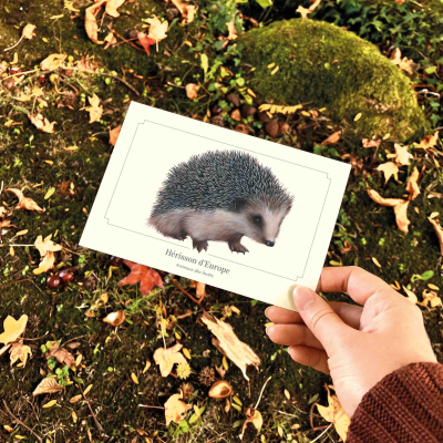 Carte postale naturaliste - Hérisson d'Europe