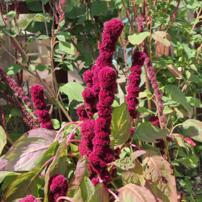 Graines Bio Amarante Éléphant Rouge