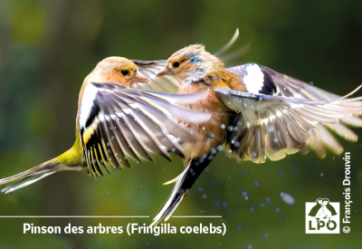 Magnet LPO - Pinson des arbres