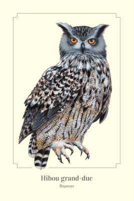 Carte postale simple 10 x 15 cm - Hibou grand-duc