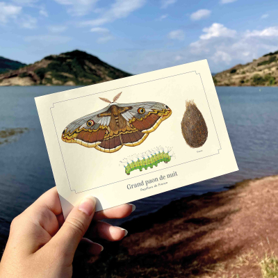 Carte postale naturaliste - Grand paon de nuit
