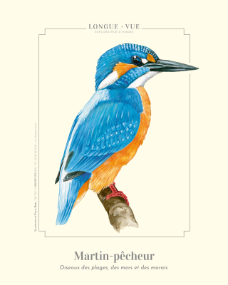 Affiche naturaliste, Martin pêcheur