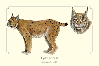 Carte Postale simple 10 X 15 cm Lynx d'Europe