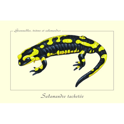 Carte Postale simple 10 x 15 cm Salamandre tachetée