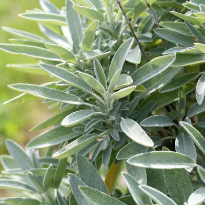 Graines Bio Sauge officinale