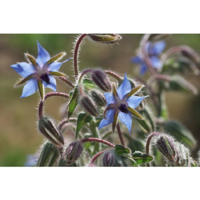 Graines Bio Bourrache officinale