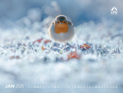 Calendrier LPO 2026 Oiseaux