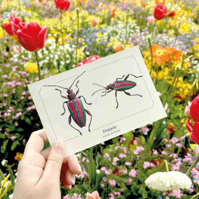 Carte postale naturaliste - Donacie