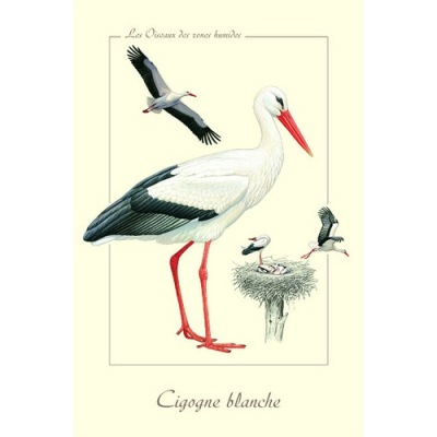 Carte Postale simple 10 X 15 cm Cigogne blanche