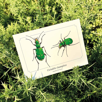 Carte postale naturaliste - Cicindèle champêtre