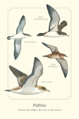 Carte postale simple 10 x 15 cm - Puffins