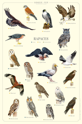 Affiche 40 x 60 cm - Rapaces