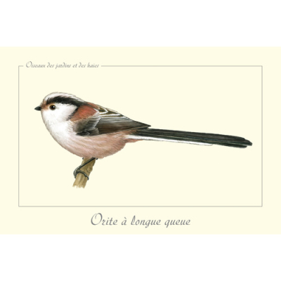 Carte Postale simple 10 x 15 cm Orite à longue queue