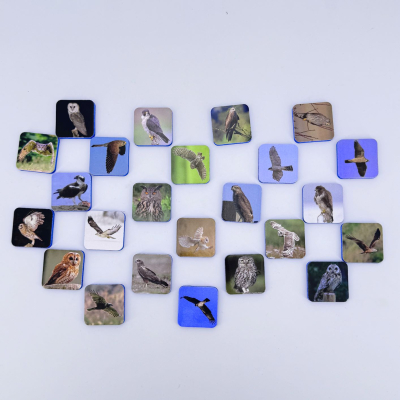 Memolo XL - 12 Rapaces