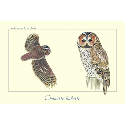 Carte Postale simple 10 X 15 cm Chouette Hulotte