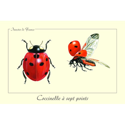Carte Postale simple 10 X 15 cm Coccinelle à 7 points