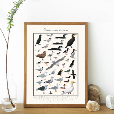 Affiche Oiseaux mers et océans, 30 x 40 cm