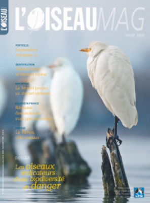 L'Oiseau Mag n° 93