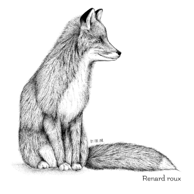 Carte postale avec enveloppe - Renard roux