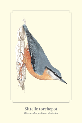 Carte Postale simple 10 x 15 cm Sittelle Torchepot