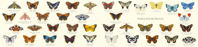 Carte Postale double 21 x 10 cm - Papillons de France
