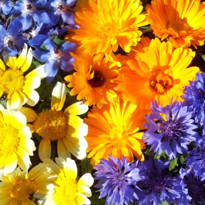 Graines bio de fleurs utiles et comestibles