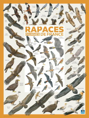 Poster LPO Rapaces diurnes de France