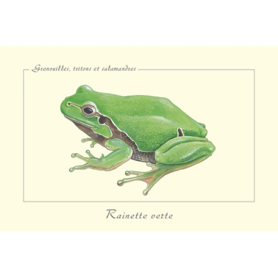 Carte Postale simple 10 x 15 cm Rainette verte
