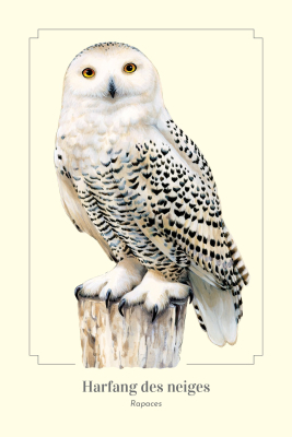 Carte postale simple 10 x 15 cm - Harfang des neiges