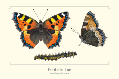 Carte Postale simple 10 X 15 cm Petite tortue