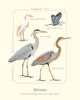 Affiche naturaliste, Hérons